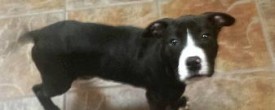 10 Canine Commandments